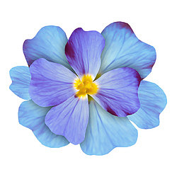 紫色的花