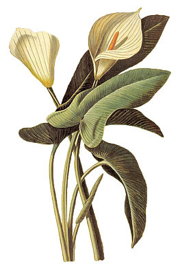 白色海芋花手绘效果图