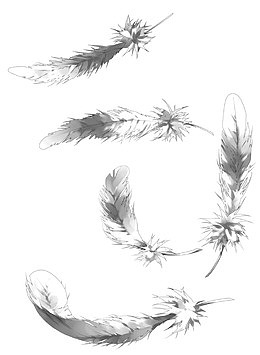 手绘鸡毛