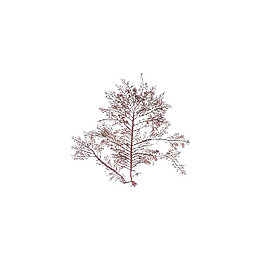 鸡毛菜为藻类植物石花菜科鸡毛菜