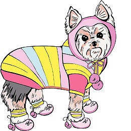 穿衣服的宠物猫