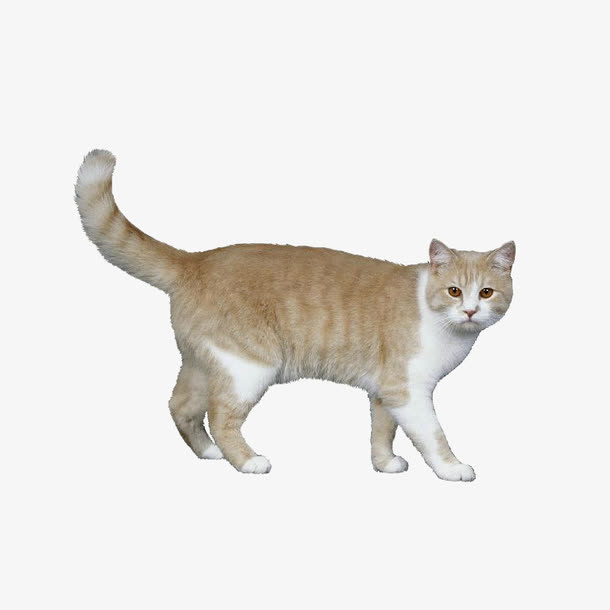 可爱小猫素材免费下载_觅元素