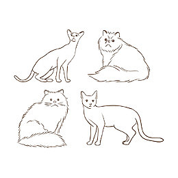 孟加拉豹猫
