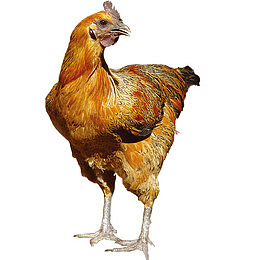 肉厚童子鸡家禽