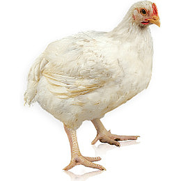 肉禽活鸡家禽