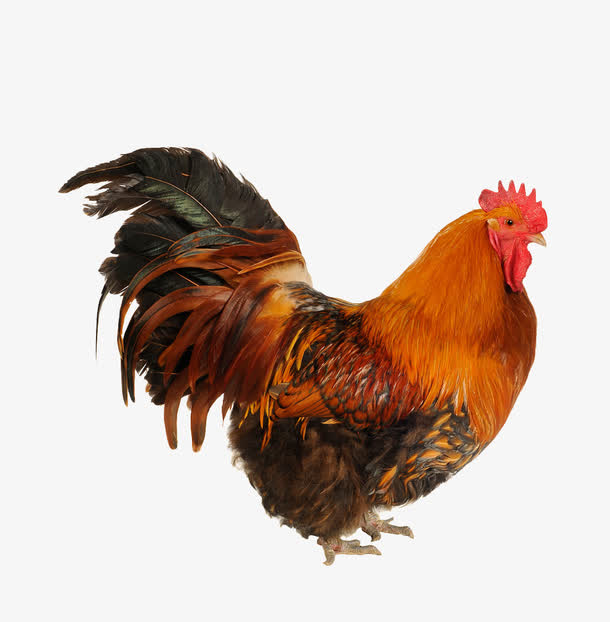 公鸡免抠素材免费下载_觅元素51yuansu.com