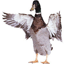 鸭子
