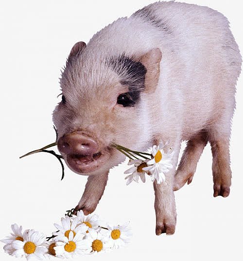 吃花的猪