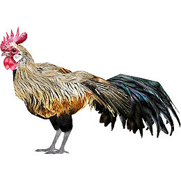 肉禽活鸡家禽