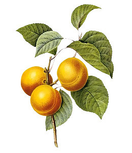 国外大师手绘杏子