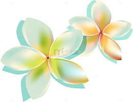 白色花瓣丝网花