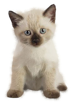 猫咪