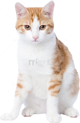 黄色的猫咪