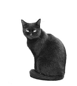 黑色波斯猫