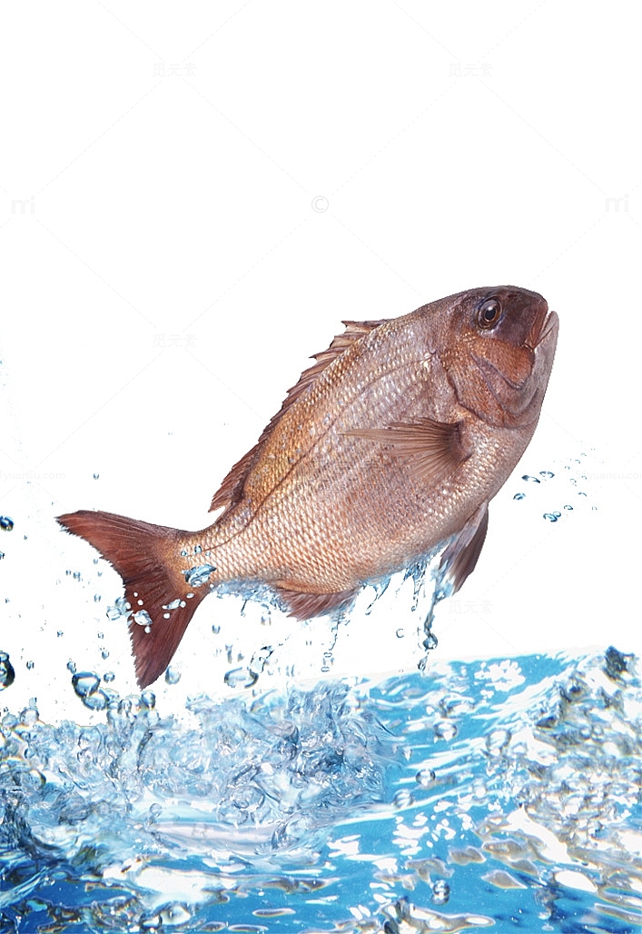 跃出水面的鲷鱼