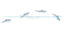 小清新海豚插画