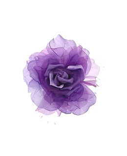 怒放的紫色木芙蓉花