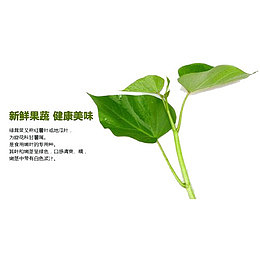 美味的番薯叶