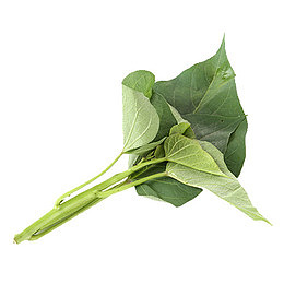 一株番薯叶