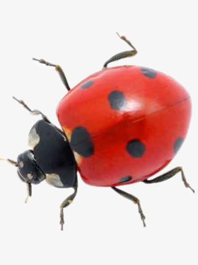 关键词 : 昆虫,可爱,动物,红色[声明] 觅元素所有素材为用户免费分享