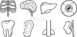 人体器官图标