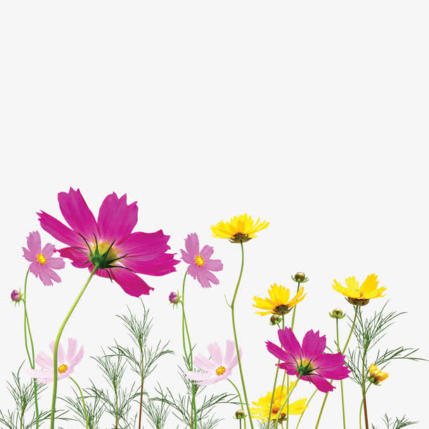 波斯菊素材免费下载_觅元素