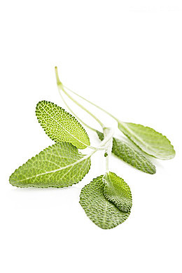 鼠尾草免费下载