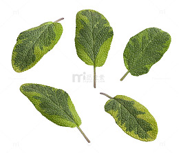 鼠尾草免费下载
