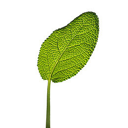 鼠尾草免费下载