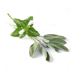 鼠尾草免费下载