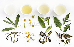 鼠尾草免费下载