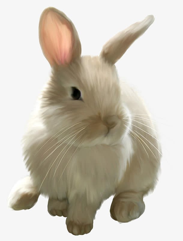 鼠绘正面小白兔