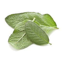鼠尾草免费下载
