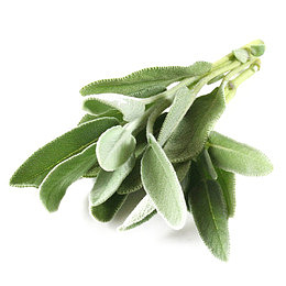 鼠尾草免费下载