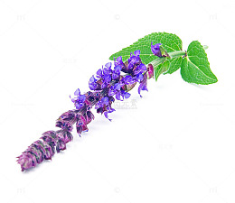 鼠尾草免费下载