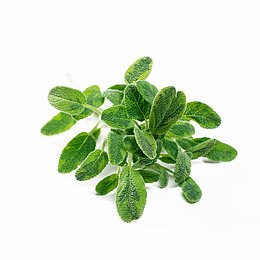 鼠尾草免费下载
