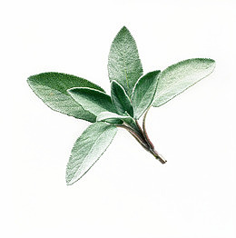 鼠尾草免费下载