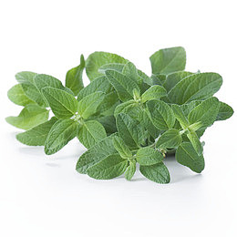 鼠尾草免费下载