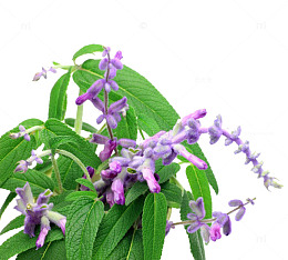 鼠尾草免费下载