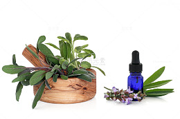 鼠尾草免费下载