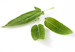 鼠尾草免费下载