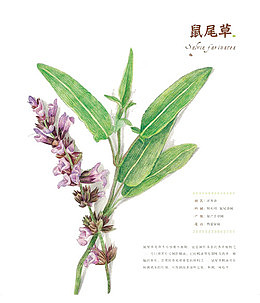手绘花卉