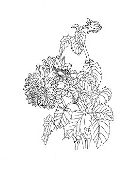 手绘牡丹花