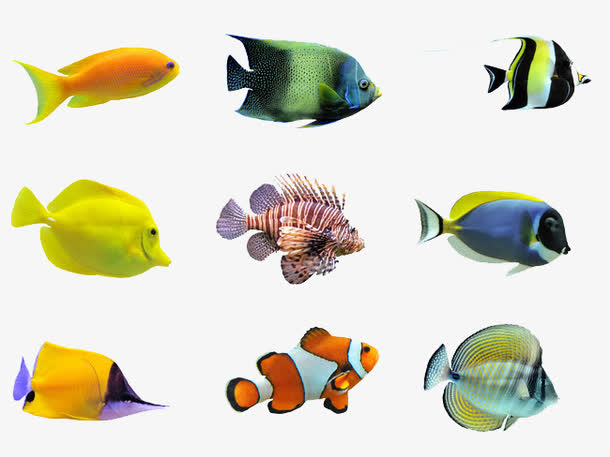 海底鱼类免抠素材免费下载_觅元素51yuansu.com