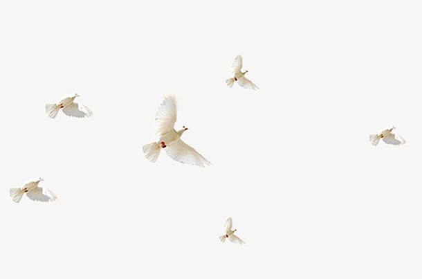 白色简约飞鸽装饰图案