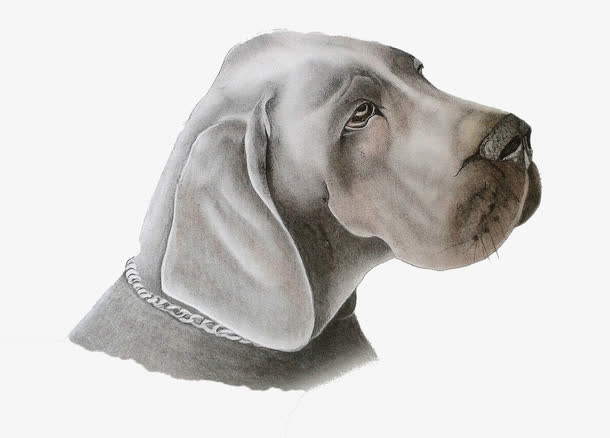 关键词 : 狗,狗头[声明] 觅元素所有素材为用户免费分享产生,若发现您