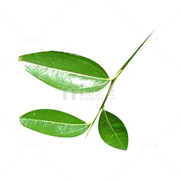 绿油油的枣叶