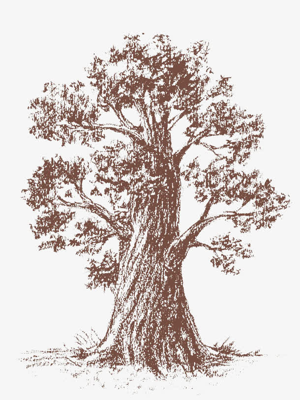 手绘大树图片