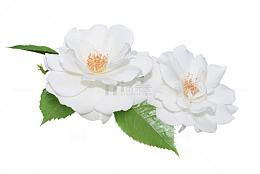 卡通白色莲花白芙蓉