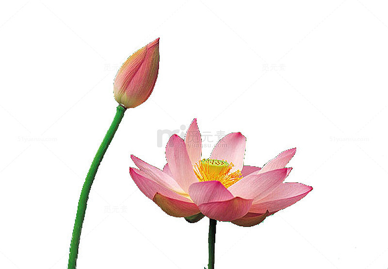荷花花苞和花蕾